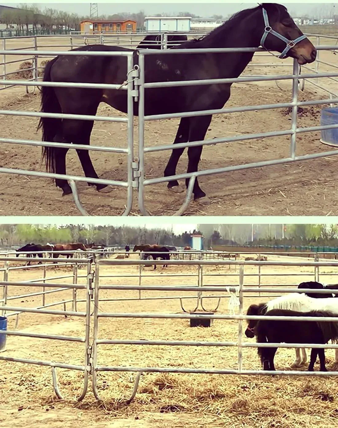Jin Zehong Launches A New Generation Of Horse Farm Fence System To Protect The Safety And Freedom Of Movement Of Horses