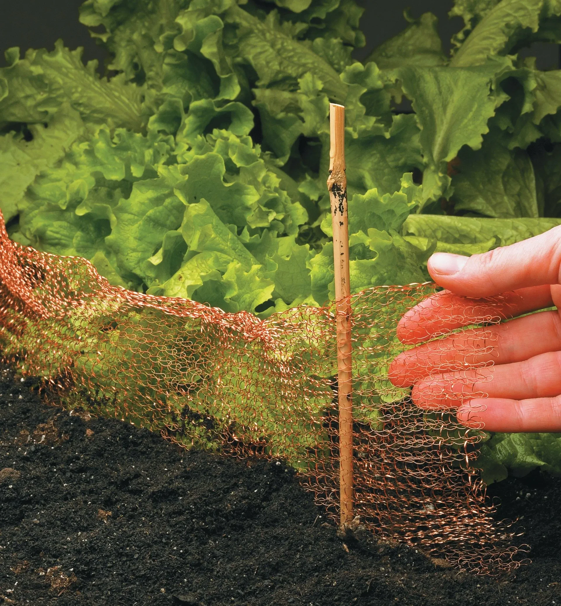 Copper Chicken Wire Mesh for Decorative and Functional Use