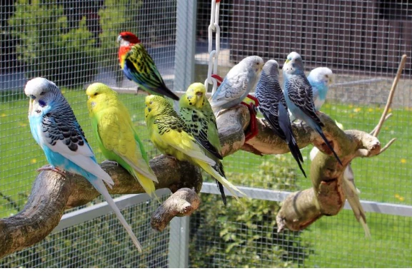 Stainless Steel Mesh for Bird Aviary Protection